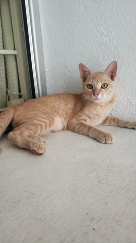 Beige - Domestic Short Hair Cat