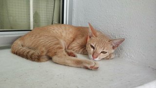 Afternoon nap by the window