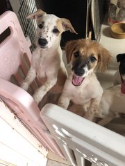   ❤️✨ 2 Siblings✨❤️ Toilet Trained - Mixed Breed Dog