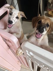   ❤️✨ 2 Siblings✨❤️ Toilet Trained - Mixed Breed Dog