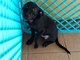 Arya (V) - Mixed Breed Dog