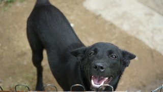 Beauty - Mixed Breed Dog