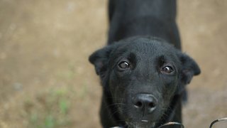 Beauty - Mixed Breed Dog