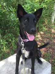 Beauty - Mixed Breed Dog