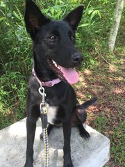 Beauty - Mixed Breed Dog