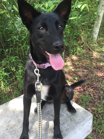 Beauty - Mixed Breed Dog