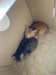 Kittens - Domestic Short Hair Cat