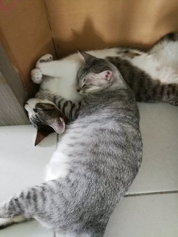 Marble And Oreo - Domestic Short Hair Cat