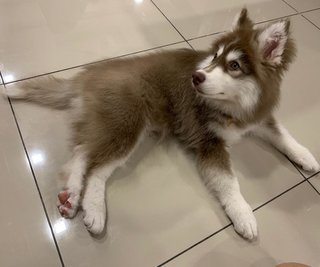 Eva - Siberian Husky Dog