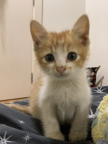 Ginger - Domestic Medium Hair Cat