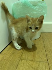 Ginger - Domestic Medium Hair Cat