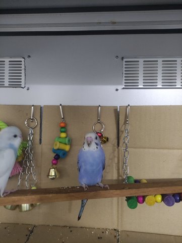 Calla &amp; Zehra - Budgie/Budgerigar Bird