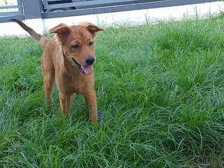 Chico  - Terrier Mix Dog