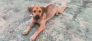 Sophy - Mixed Breed Dog