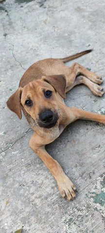 Sophy - Mixed Breed Dog