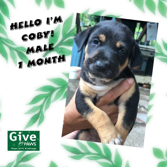 Coby - Mixed Breed Dog