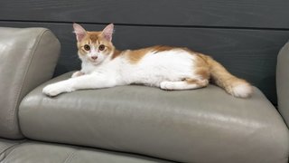 Peter - Domestic Medium Hair Cat