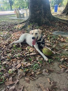 Ginger - Labrador Retriever Mix Dog