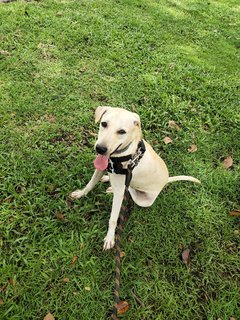 Ginger - Labrador Retriever Mix Dog