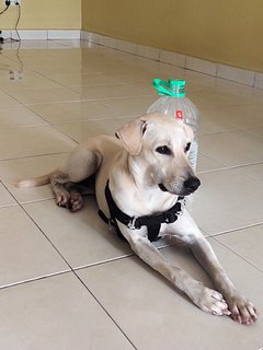 Ginger - Labrador Retriever Mix Dog