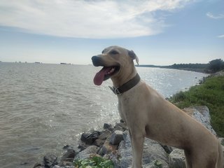 Ginger - Labrador Retriever Mix Dog