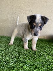 Pups - Mixed Breed Dog