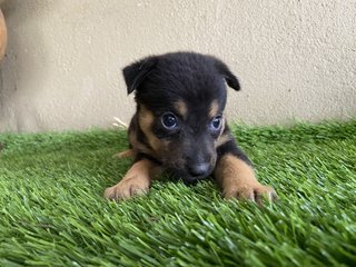 Pups - Mixed Breed Dog