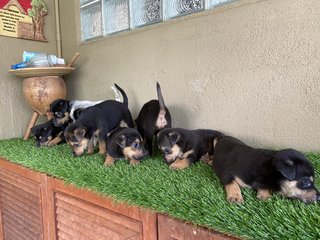 Pups - Mixed Breed Dog