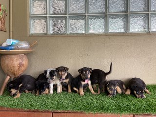 Pups - Mixed Breed Dog