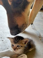 Kitty - Domestic Short Hair Cat