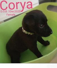 Corya (Renamed : Nugget) - Black Mouth Cur Mix Dog