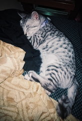 Leo (Leonardo Slavador) - Domestic Short Hair + Ocicat Cat