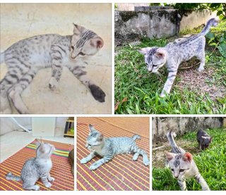 Leo (Leonardo Slavador) - Domestic Short Hair + Ocicat Cat