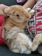 Brownie - Belgian Hare Rabbit