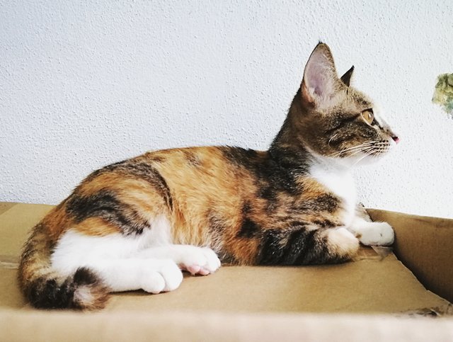 Seven  - Domestic Short Hair + Calico Cat