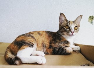 Seven  - Domestic Short Hair + Calico Cat