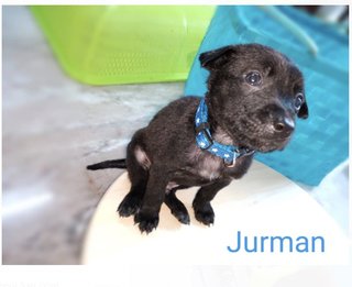 Jurman(Renamed:jacob) - Black Mouth Cur Mix Dog