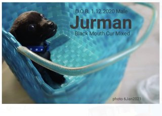 Jurman(Renamed:jacob) - Black Mouth Cur Mix Dog