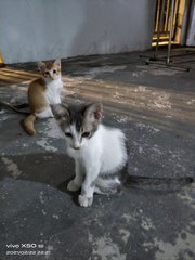 Babies - Domestic Short Hair Cat