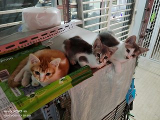 Babies - Domestic Short Hair Cat