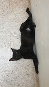 Rum - Bombay Cat