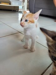 Cuties  - Domestic Medium Hair Cat