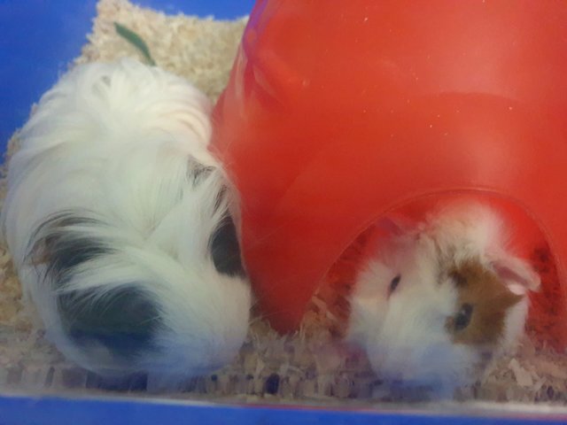 Bubbles And Milky - Guinea Pig Small & Furry