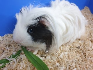 Bubbles And Milky - Guinea Pig Small & Furry