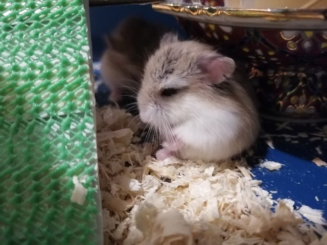 Roborovski Hamster - Roborovsky's Hamster Hamster