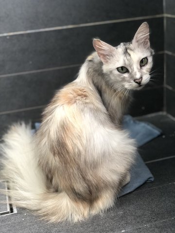 Rosie - Domestic Medium Hair Cat