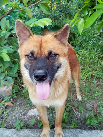 Harpy - Mixed Breed Dog