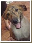 Tigger - Mixed Breed Dog