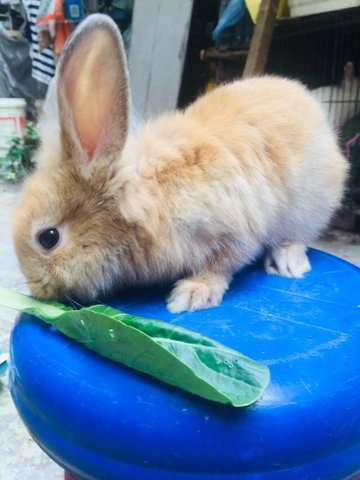 Golden  - Holland Lop + New Zealand Rabbit