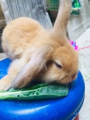 Golden  - Holland Lop + New Zealand Rabbit